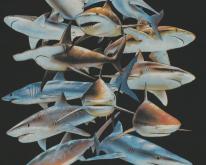  1990s Baltimore Aquarium Shark 