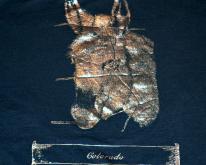  90s Colorado Silver Foil  - L