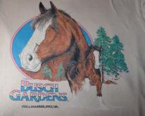  BUSCH GARDENS williamsburg clydesdales  horse