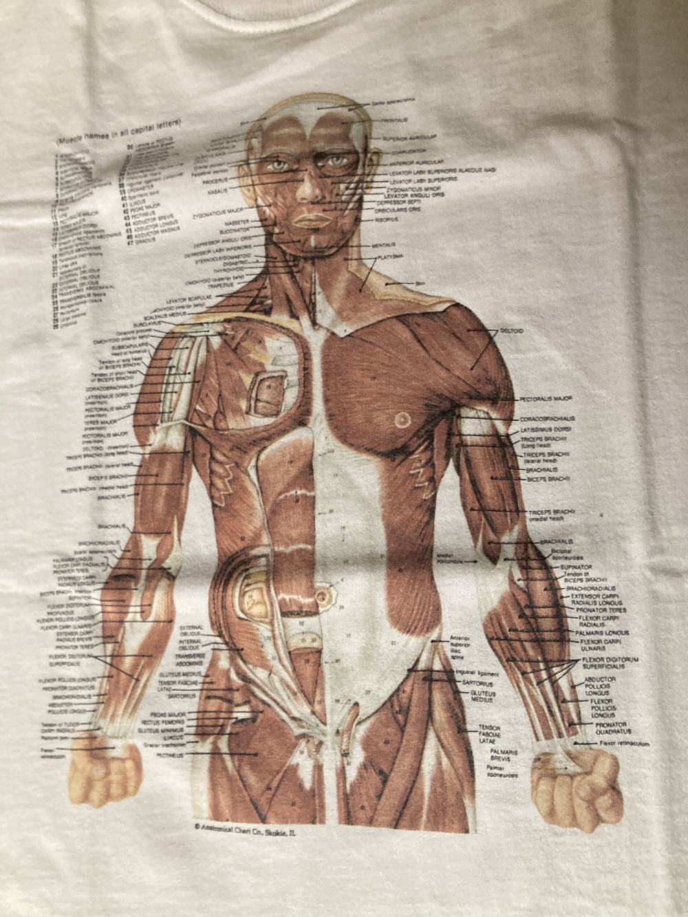 Anatomical Chart Co Muscular System T-Shirt Close Up