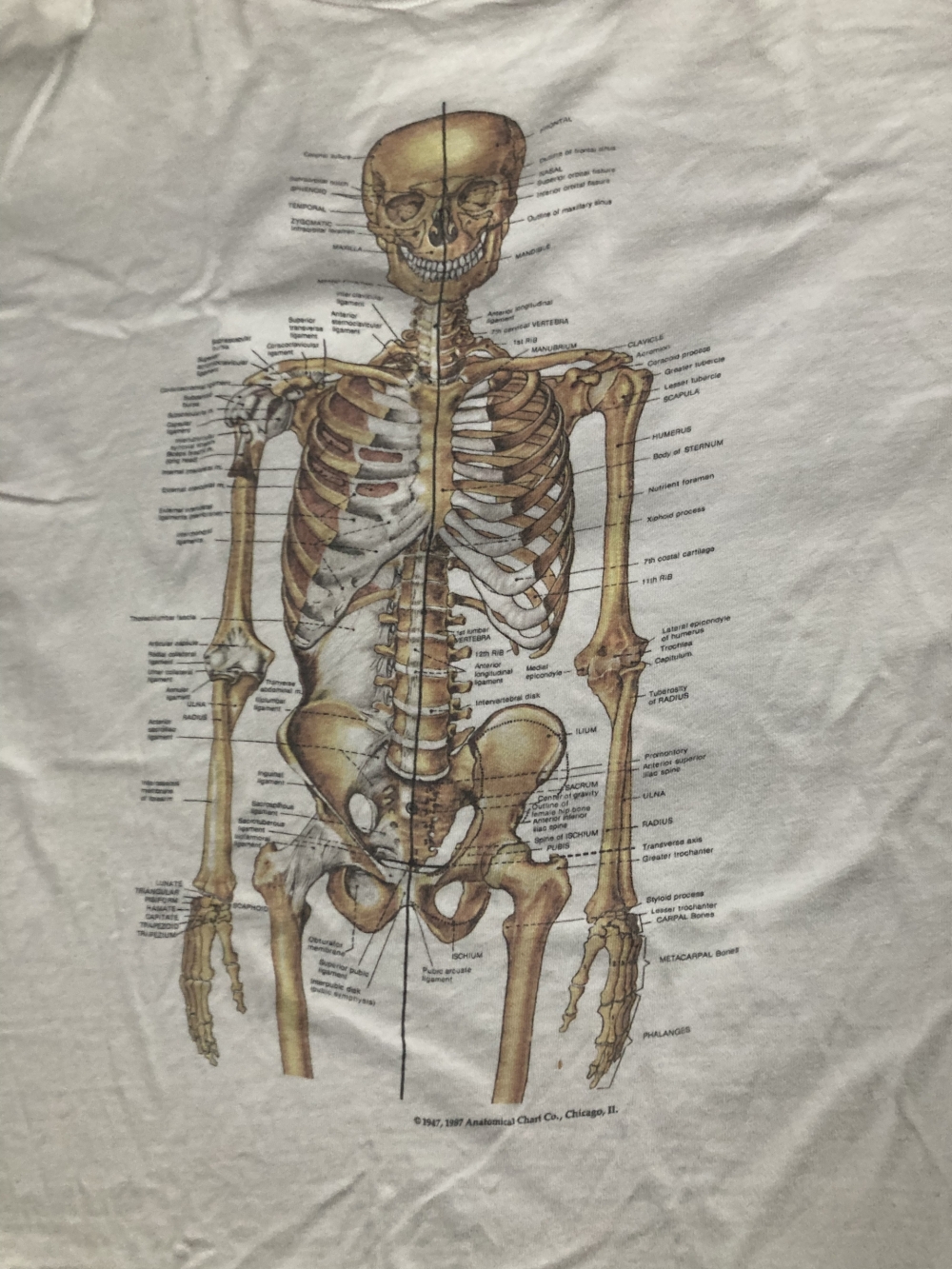 Anatomical Chart Co Skeleton T-Shirt Close Up