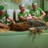 The facts and truth about the t-shirts in Wizard of Oz